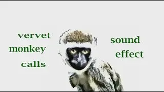 Как звонит обезьяна Vervet - Звуковой эффект - Анимация
