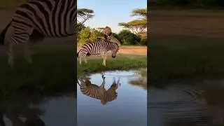 Zebra Fights Back 😳🦓🦁 | Funny Wildlife Short