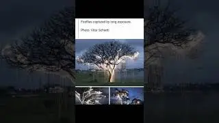 Camera trick on tree