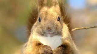 ふゆのエゾリス。朝陽に照らされて。