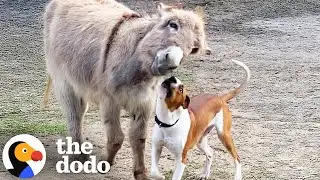 Rescue Pit Bull Finds Unlikely Best Friend in a Donkey | The Dodo