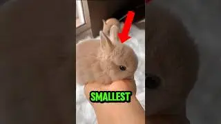 TOP 5 SMALLEST PETS IN THE WORLD #pets #shorts #animals
