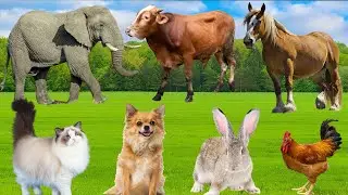 Cute Animal Sounds Compilation | Monkey, Cow, Pig, Goat, Cat, Seal, Parrot & Duck