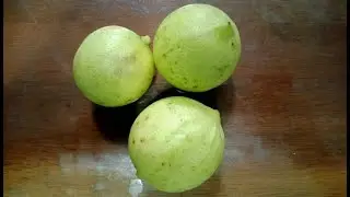 マモンチロとレモン🍋の植え替え、収穫 Replanting and harvesting Spanish lime and Lemon🍋