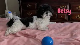Playing catch the ball!🥰