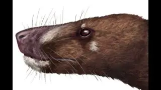 Ericiolacerta: An Early Triassic Therocephalian