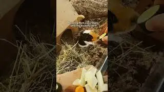 #guineapigs #guineapig #guineapigoftheday #meerschweinchen #cute #s&uuml;ss #guienapiglovers #love #happy