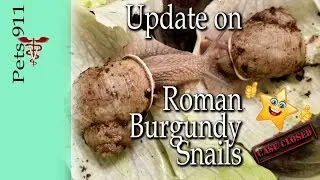 Roman Burgundy Snail Helix Pomatia Cracked Shell