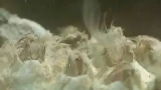 Barnacles at low tide