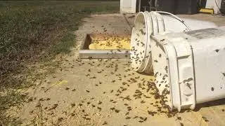 Open feeding pollen substitute