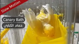Canary bath Wonderful Slow motion