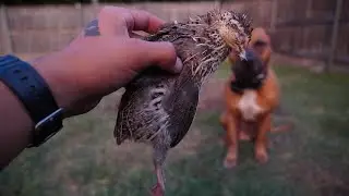 Whole prey diet for dogs !