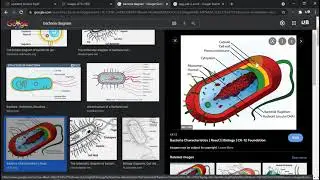 Class 6. Chapter 1. Cellular Organization of Plants and Animals. Topic Cell