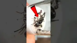 Moving My QUEEN Ant 😱