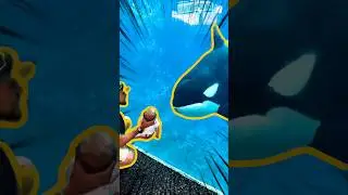 Why Killer Whales Dont Attack Humans...