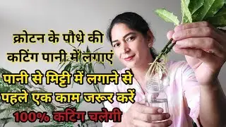 Croton plant- How to grow Croton plant cuttings in water? Do one thing before planting in soil.