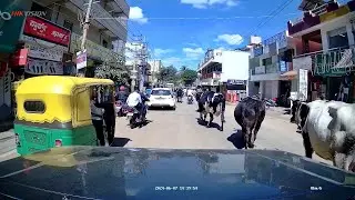 Cows are the real owners of roads in India! | Driving in India EP 1