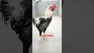 H.A.S FARM MashAllah oh shamo quality #foryou #birds #viral #tiktok #trending #shamo #finch #video