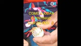 COMO AJUDAR O PINTINHO SAIR DO OVO #shortsviral #shortsfeed #videoshorts
