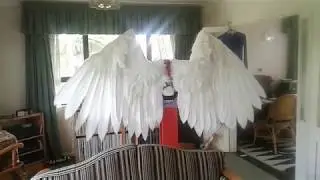 Articulated Feathered Wings Motion