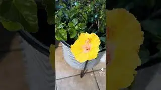 Зимующий тропический гибискус