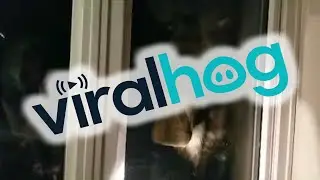 Moose Comes to Check out Piano Music at House || ViralHog