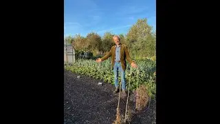 No Dig Options for Green Manures or Succession Planting