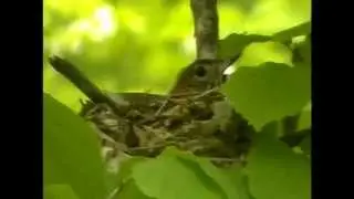 Hermit Thrush Nest 5:11 Kent.mp4
