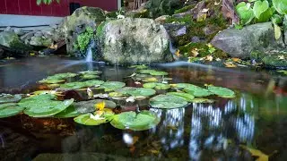 Winter Pond Tips