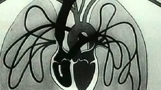 Experiments in the Revival of Organisms (1940)