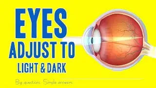 Eyes Adjust to Light & Dark (Science Explained)