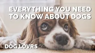 Everything You Need to Know About Dogs