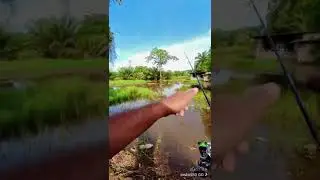 haruan hunter