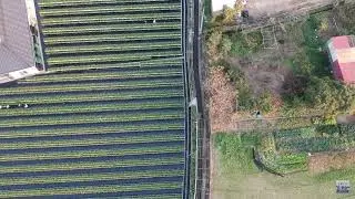 Dahu, the Kingdom of Strawberries 大湖，草莓王國