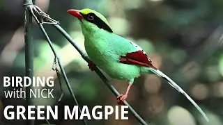 Green Magpie call and Incredible Attack | Cissa chinensis