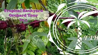 Hawaii Garden tour Dec '22 Part 1