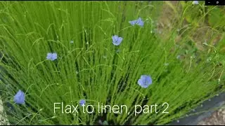Project Flax to Linen, part 2 (harvest and drying)