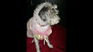 2 Hopeful Spinsters Present: PETS GONE WILD WEDNESDAY