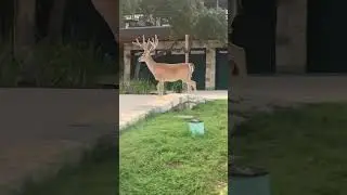 The big guy&rsquo;s antlers are bigger every day Point Venture TX #laketravis