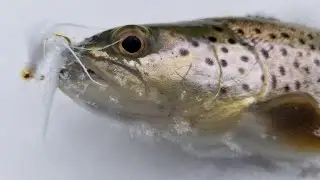 ICE WATER BROWN TROUT, Jig and Float Fishing Techniques for Mid-Winter Browns.