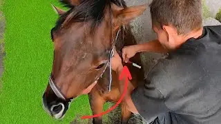 💫 Hoof Makeover Marvels: Witness the Farrier's Mastery!