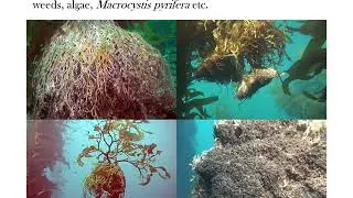 Root Systems Part 2