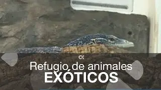 Nos adentramos en un refugio de animales exóticos