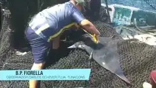 Liberaci&oacute;n de rayas del BP Fiorella (Servigrup)