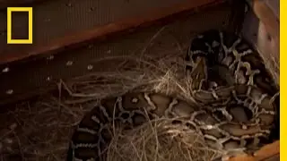 Pet Python Attack | National Geographic