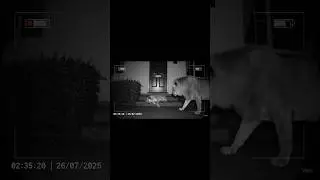 Lion Caught on CCTV Visiting Sleeping Dog | Unreal Night Vision AI Footage