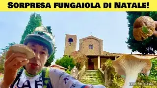Il bosco a Natale &egrave; pieno di funghi, li lasciate tutti a me?
