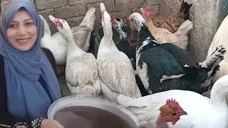 وصفتى الجبارة انقذت الفراخ والبط من الاسهال في فصل الشتاء والكششان والديدان ومطهر معوى لجميع الطيور