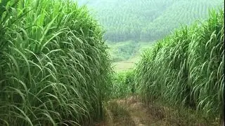 CBE Biomass Fuel Systems - Giant King Grass Test Shredding