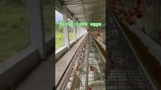 First 1000 eggs | Egg layer poultry farm #shorts #chicken #eggfarm